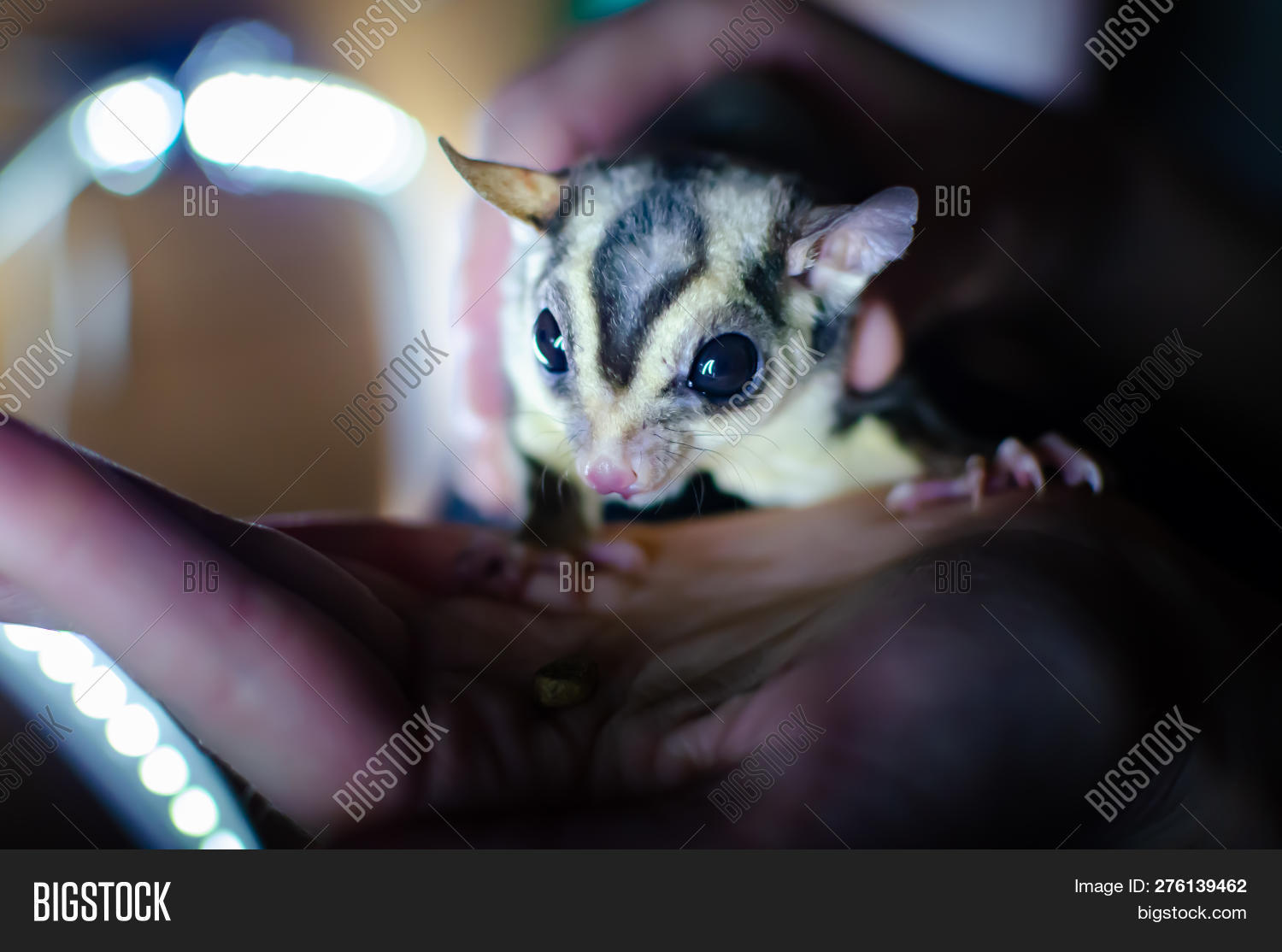 Gray Sugar Glider. Image & Photo (Free Trial) | Bigstock