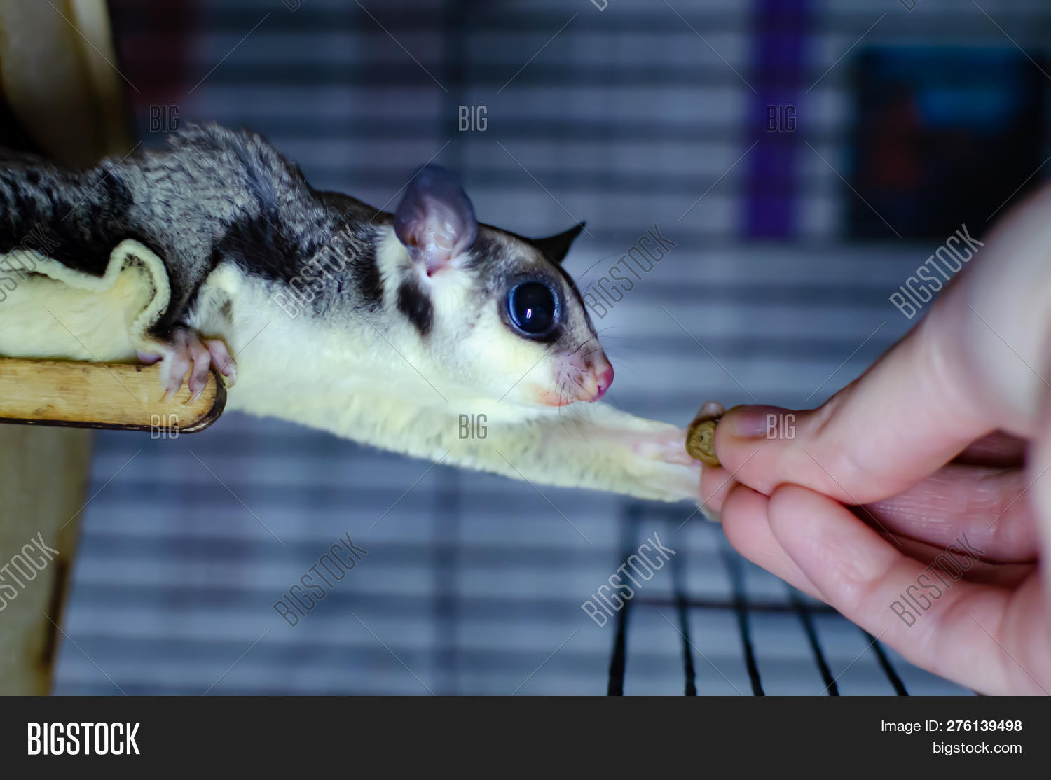 Gray Sugar Glider. Image & Photo (Free Trial) | Bigstock