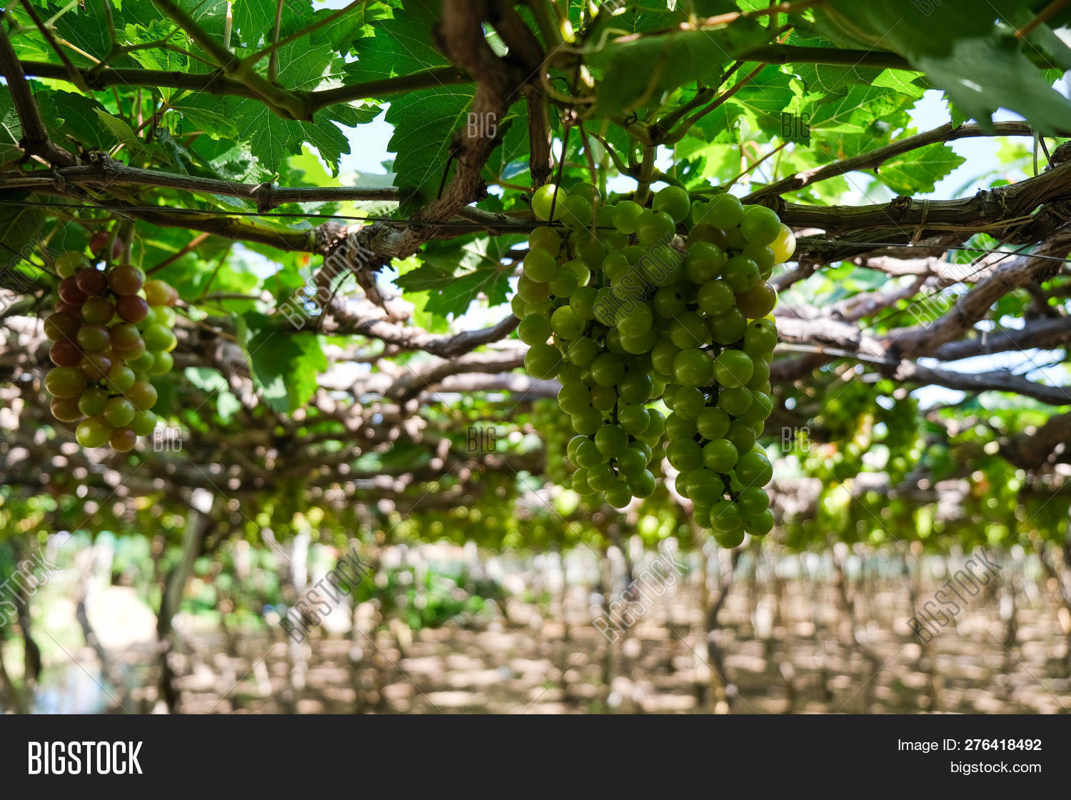 Grapes Tree. Stock Image & Photo (Free Trial) Bigstock