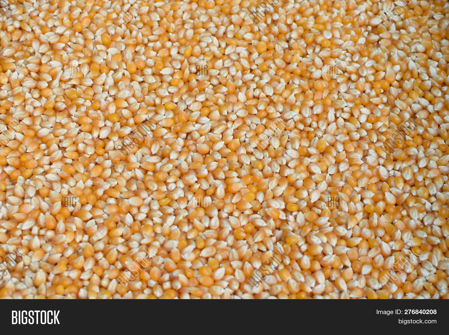 Pile Corn Kernels Image & Photo (Free Trial) | Bigstock