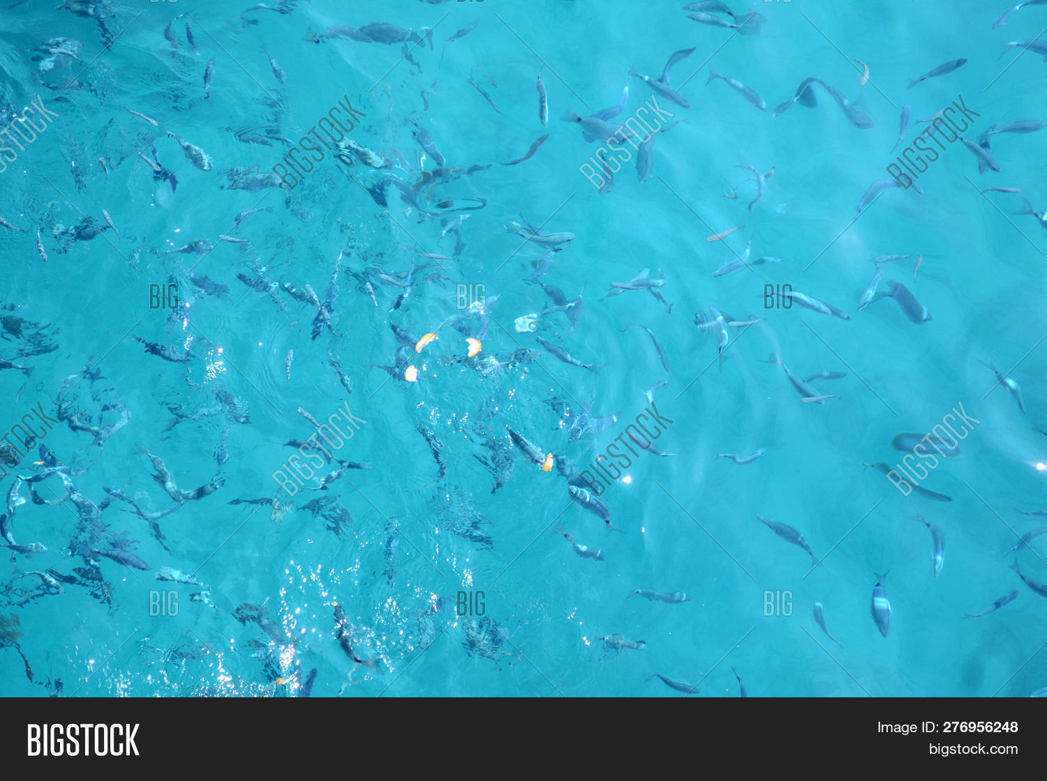 Fishbone Eating Pieces Image & Photo (Free Trial) | Bigstock