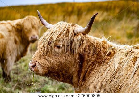 Highland Cattle - Bo Ghaidhealach -heilan Coo - A Scottish Cattle Breed With Characteristic Long Hor