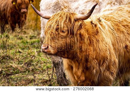 Highland Cattle - Bo Ghaidhealach -heilan Coo - A Scottish Cattle Breed With Characteristic Long Hor