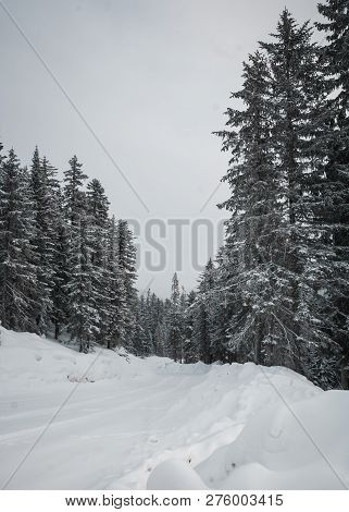 The Magical Snowy Pine Forest In The Mountains Near Lake Amut Of The Khabarovsk Territory. Russia. B