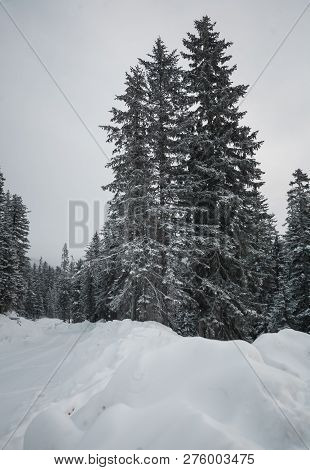 The Magical Snowy Pine Forest In The Mountains Near Lake Amut Of The Khabarovsk Territory. Russia. B