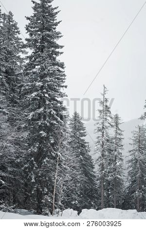 The Magical Snowy Pine Forest In The Mountains Near Lake Amut Of The Khabarovsk Territory. Russia. B