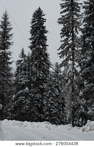 The Magical Snowy Pine Forest In The Mountains Near Lake Amut Of The Khabarovsk Territory. Russia. B