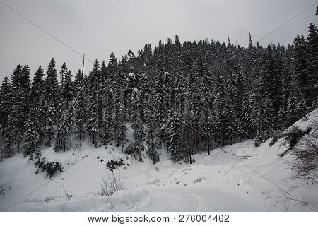 The Magical Snowy Pine Forest In The Mountains Near Lake Amut Of The Khabarovsk Territory. Russia. B