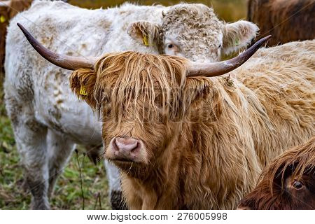 Highland Cattle - Bo Ghaidhealach -heilan Coo - A Scottish Cattle Breed With Characteristic Long Hor