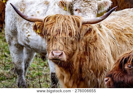 Highland Cattle - Bo Ghaidhealach -heilan Coo - A Scottish Cattle Breed With Characteristic Long Hor