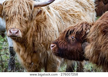 Highland Cattle - Bo Ghaidhealach -heilan Coo - A Scottish Cattle Breed With Characteristic Long Hor