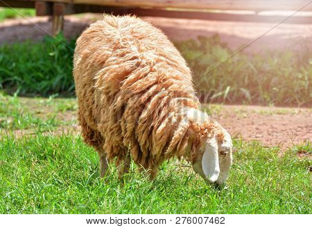 Sheep Eating In A Pasture Of Green Grass Long Wool Sheep In Farm