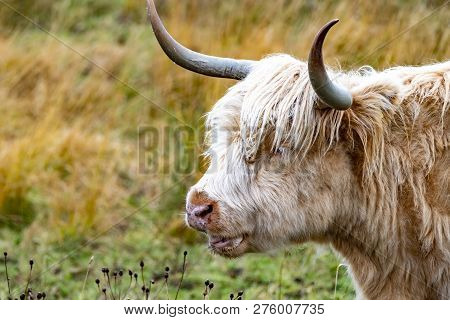 Highland Cattle - Bo Ghaidhealach -heilan Coo - A Scottish Cattle Breed With Characteristic Long Hor
