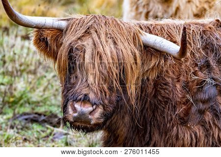 Highland Cattle - Bo Ghaidhealach -heilan Coo - A Scottish Cattle Breed With Characteristic Long Hor