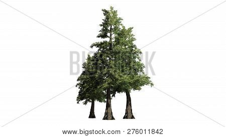 Western Red Cedar Tree Cluster - Isolated On White Background - 3d Illustration