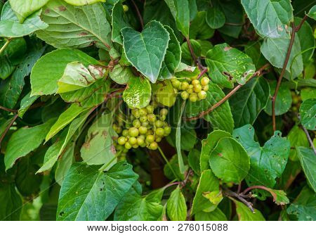 Not Yet Ripe, Green Berries Of Chinese Magnolia Vine