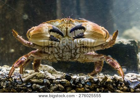 Closeup Of A Big Edible Brown Crab Walking Over The Bottom, Marine Life Portrait