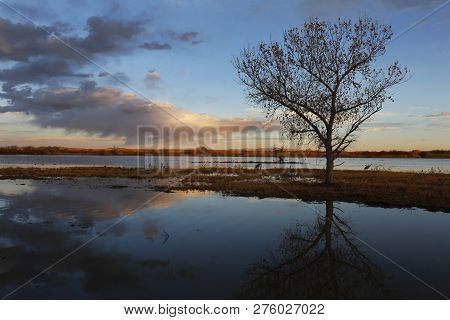 Sandhill Crane And Pond At Sunset - Bosque Del Apache Nwr, New Mexico