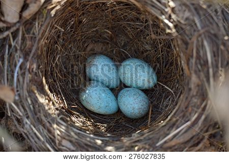 The Nest Of The Blackbird (turdus Merula). Four Turquoise Speckled Eggs In The Nest Of The Eurasian 