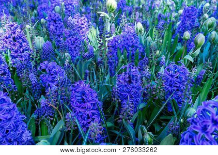 Intence Blue Hyacinth Flowers Spring Background Close Up