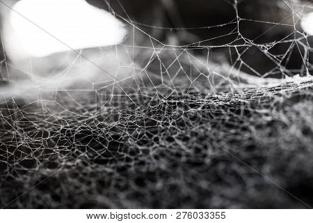 Web, Cobweb Or Spiderweb With Thread Fibre Structure Nature Background And Dark Attic Spider Animal 