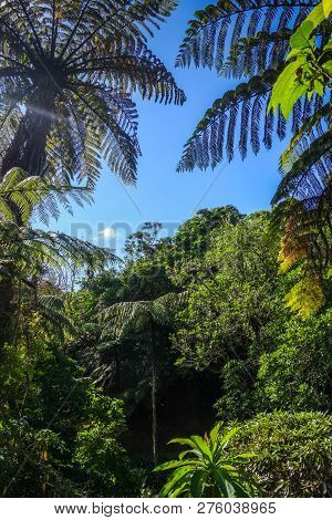 Giant Ferns In New Zealand Rain Forest