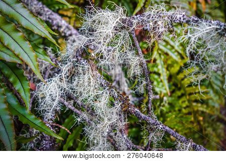 Lichen Close-up Photo, New Zealand South Island