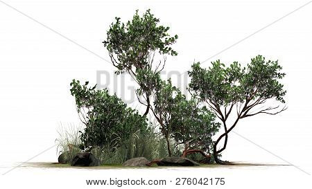 Greenleaf Manzanita Shrub On A Green Area - Isolated On White Background - 3d Illustration