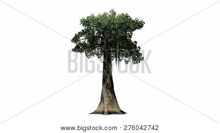 Kapok Tree - Isolated On White Background - 3d Illustration
