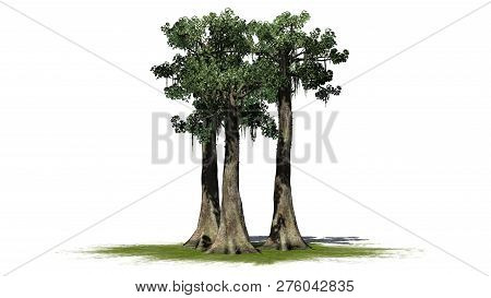 Kapok Tree Cluster On A Green Area - Isolated On White Background - 3d Illustration