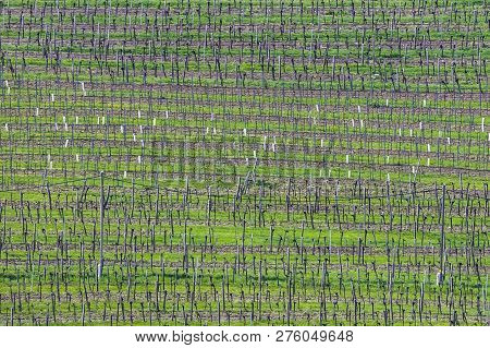 Detail Of Vineyard  In Spring In Grinzing, Vienna