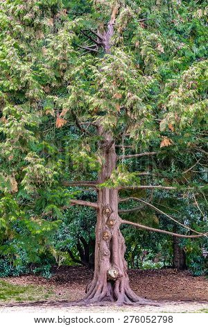 Widespread Tree With Huge Trunk And Horizontally Grown Branches Inside Stanley Park In Vancouver, Ca