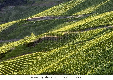 Detail Of Vine In Green Vineyard