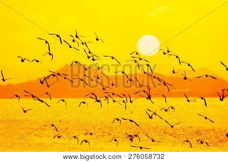 Silhouetted Flock of Ducks Flying in the Sunset Sky