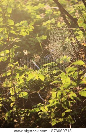 Large Spiderweb In Long Grass And Fallen Branches Covered In Morning Dew