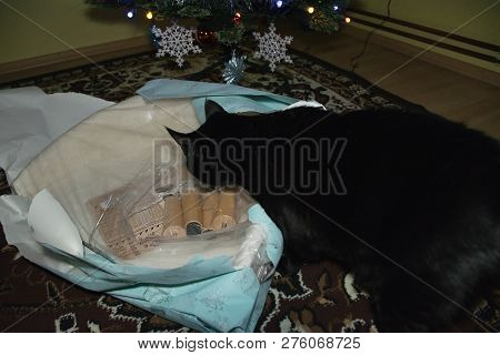Chomutov, Czech Republic - December 24, 2018: Gift For Black Cat Violka Under Christmas Tree