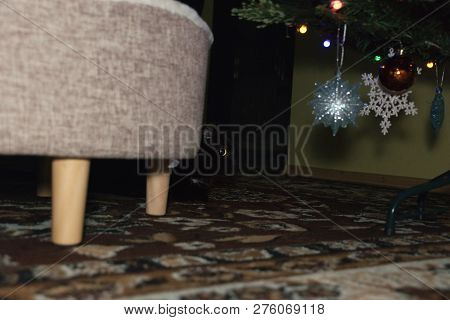 Chomutov, Czech Republic - December 24, 2018: Black Cat Violka Under Christmas Tree