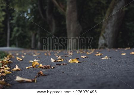 Moody Photo Of The Road In A Park, Between Woods - Desaturated, Vintage Look