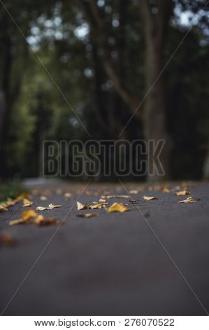 Moody Photo Of The Road In A Park, Between Woods - Desaturated, Vintage Look