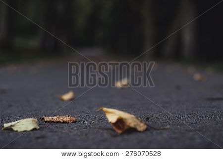 Moody Photo Of The Road In A Park, Between Woods - Desaturated, Vintage Look