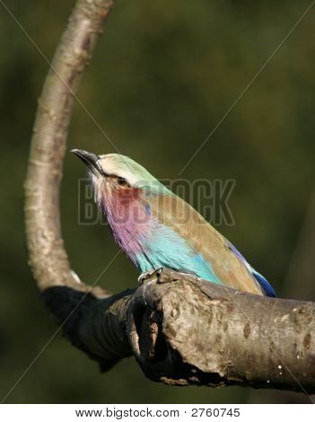Lilac-Breasted Roller