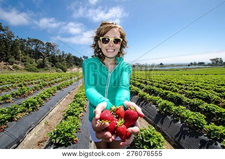 Smiling Woman Picking Strawberries In A Field At A Farm, Holding A Batch Of Ripe Berries In Her Hand