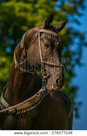 Graceful Dark Brown Akhal Teke Horse With Silver And Red Show Halter On, Close Up Portrait, Blurry G