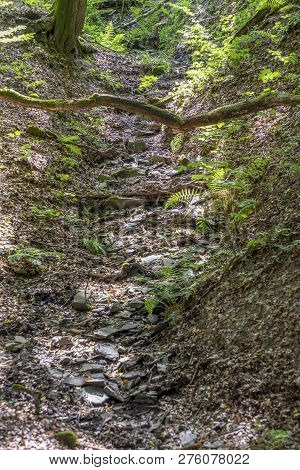 Wild Tiefenbach Trail In The Forest Of Sankt Wendel