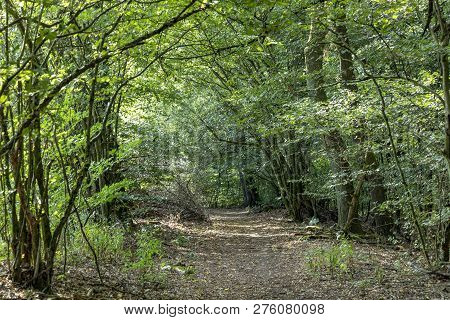 Scenic Tiefenbach Path In The Forest Of Sankt Wendel