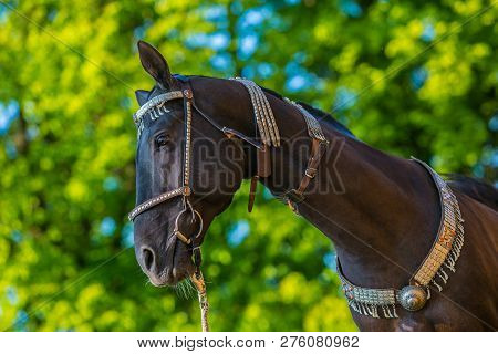 In Profile Portrait Of Beautiful Dark Brown Akhal Teke Horse With Decorated Silver Show Halter On St