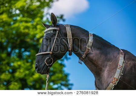 Beautiful Dark Brown Akhal Teke Horse With Decorated Silver Show Halter On Standing In A Pasture, In