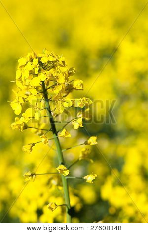 Colza (ราปาผัก)