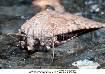 Night Insect Brown Moth Close Up Picture