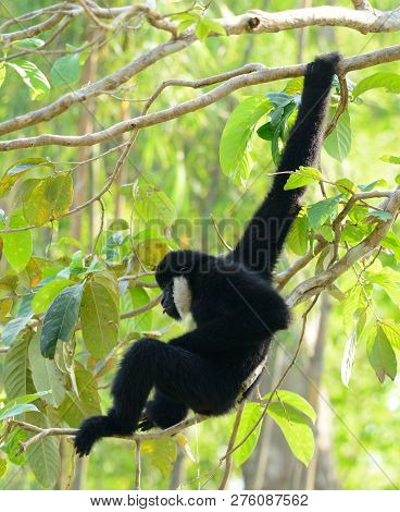 Beautiful White-cheeked Gibbon (hylobates Concolor) Sitting On Branch